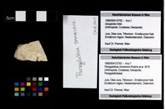 Foto (Objekt + Etikett) von Paragalathea crenarvina (Robins et al., 2016)  (NHMW-GEO-1990-0041-2792)
